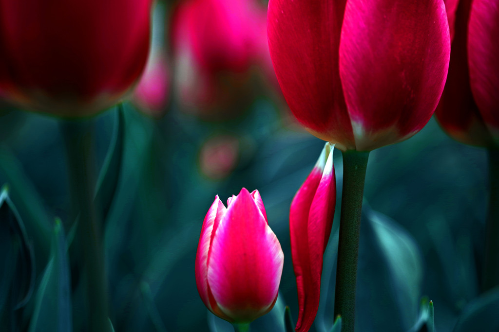 紅　色　IMGP3442zz