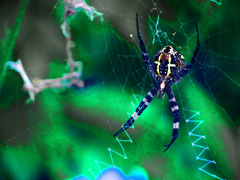 雨上がりのクモ　P1320240zz