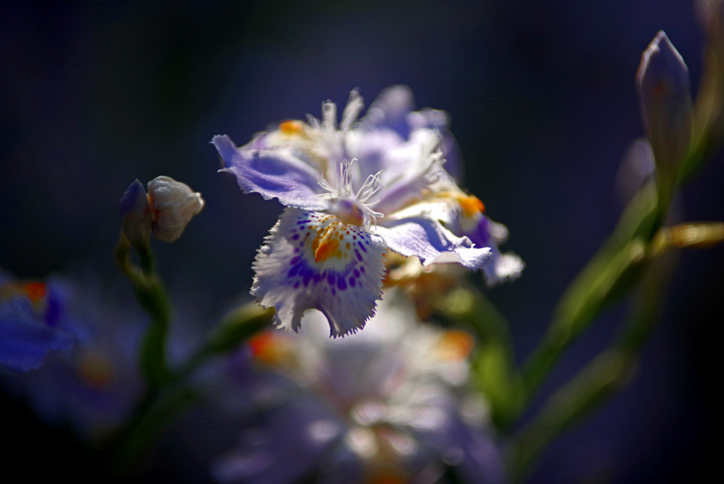 Spotlight　IMGP5711zz