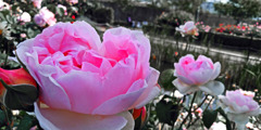 Pink rose　KIMG0218zz