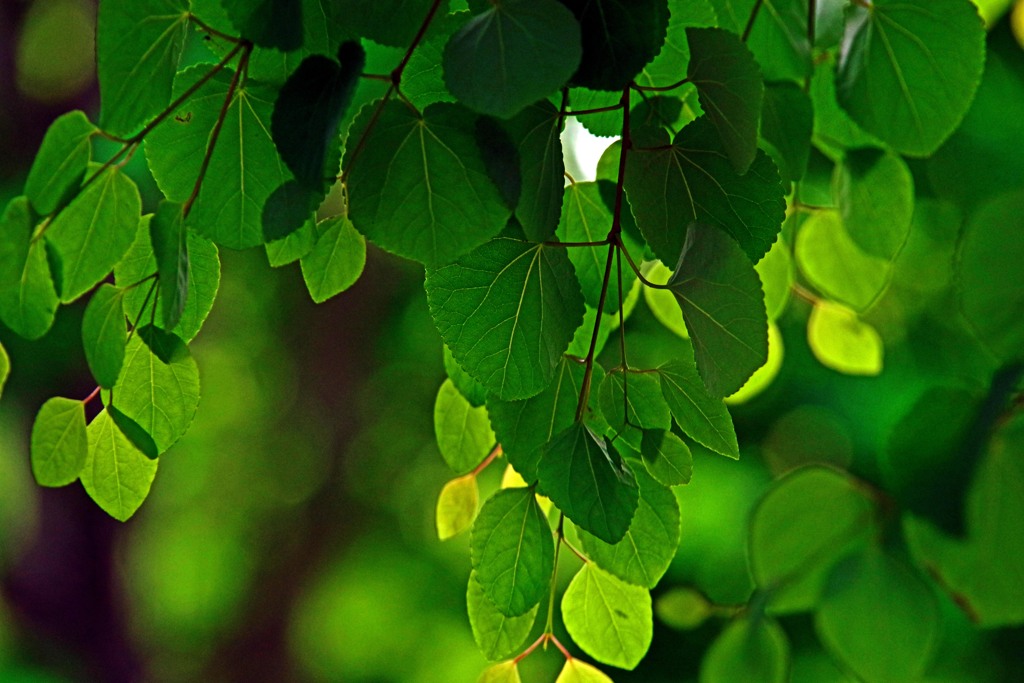 若葉茂れり　IMGP6319zz