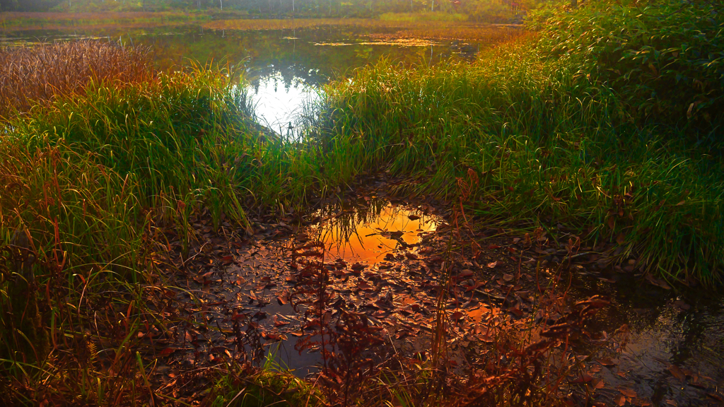 あざみ池夕景　P1114283zz