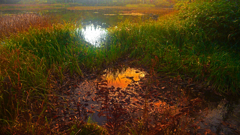 あざみ池夕景　P1114283zz