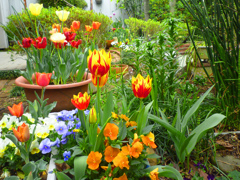 春の庭　P1000401zz