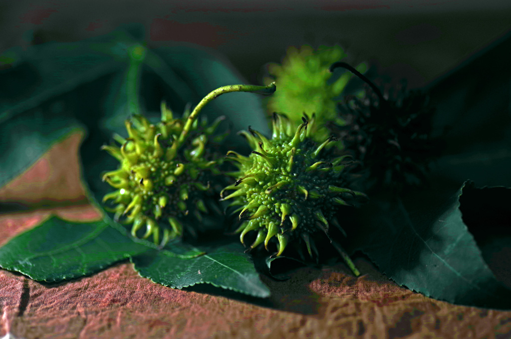 まだまだ青い　IMGP8139z