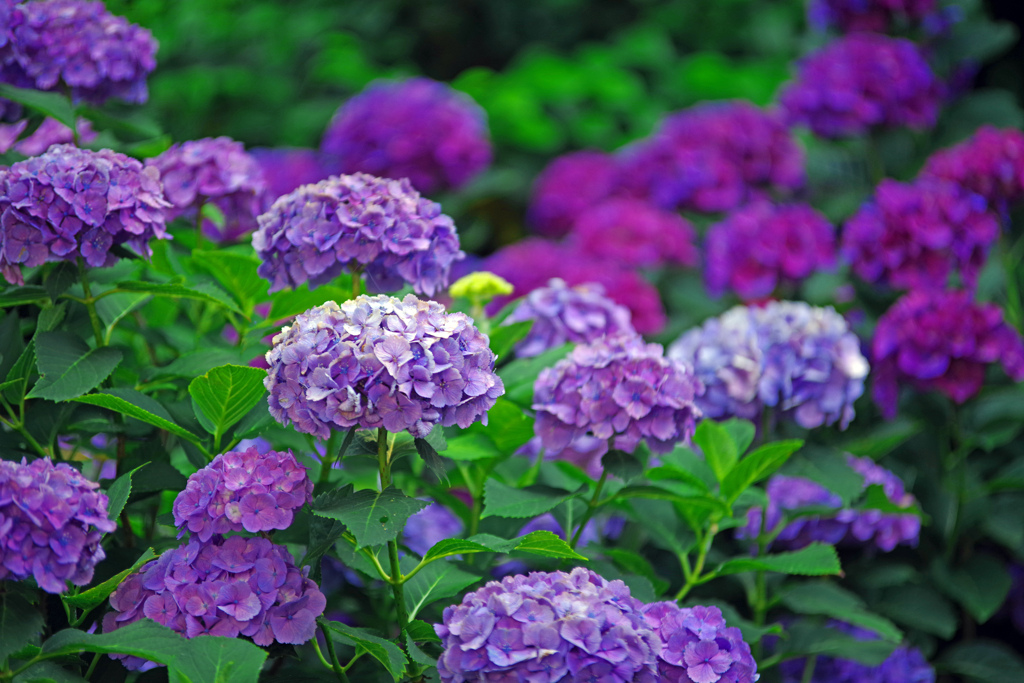 紫陽花日和　IMGP3046zz