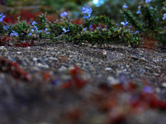 冬紅葉と春を待つ花   P1230384zz