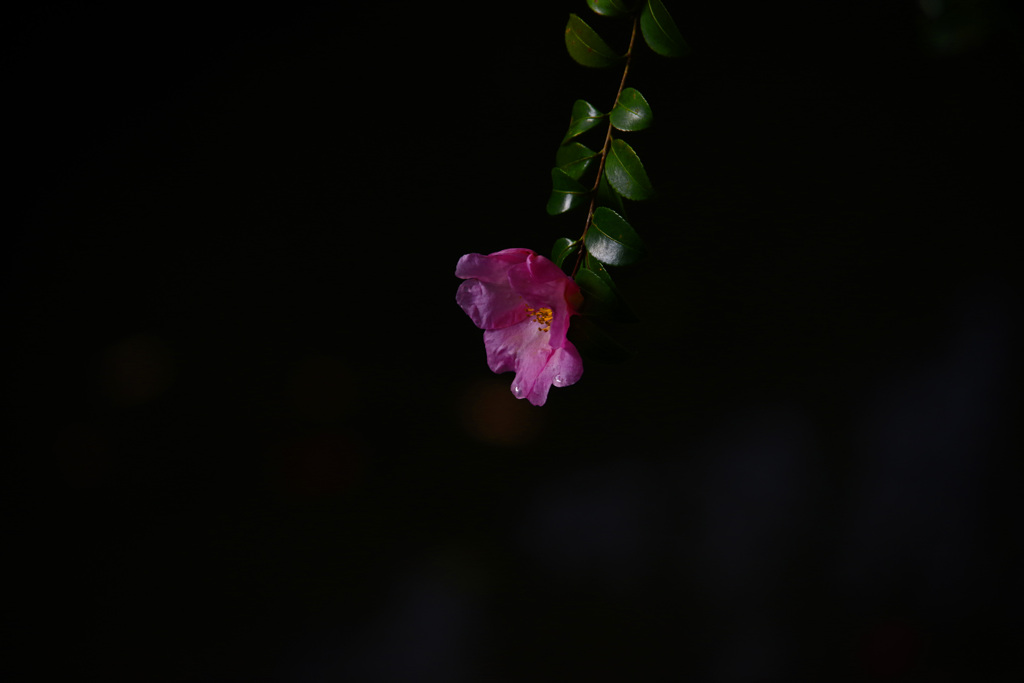 一輪の美　IMGP1541zz