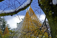 雪吊り　IGP8932z