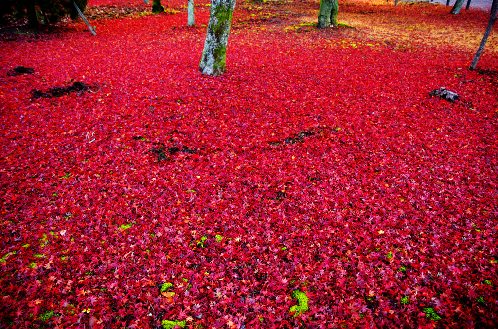敷き紅葉　IMGP8516ZZ