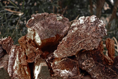 朽ちる　P1810452zz