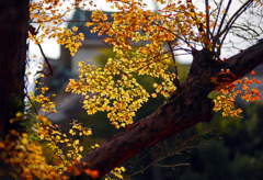 暖かき朝の光に　IMGP2089zz