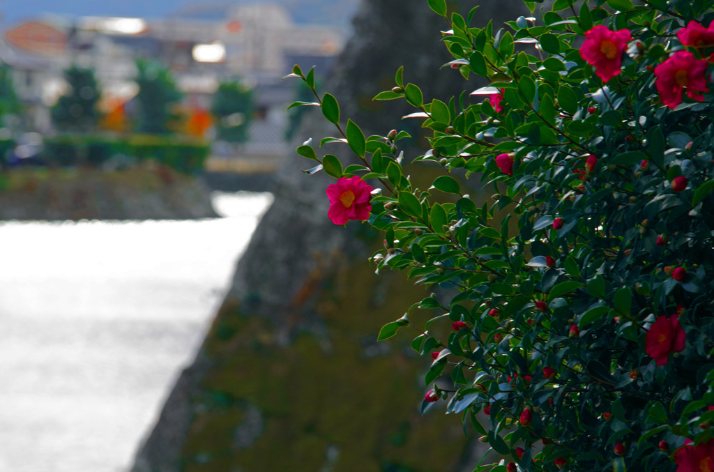 お堀端　IMGP2042zz