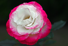 覆輪の薔薇　IMGP4061zz
