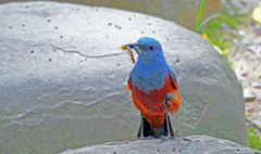 どや顔　P1170917zz