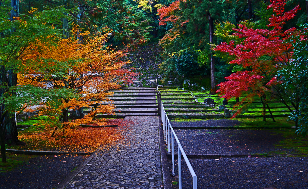 紅葉と黄葉　P1800001zz