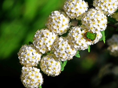 コデマリとハナムグリ　P1140938zz