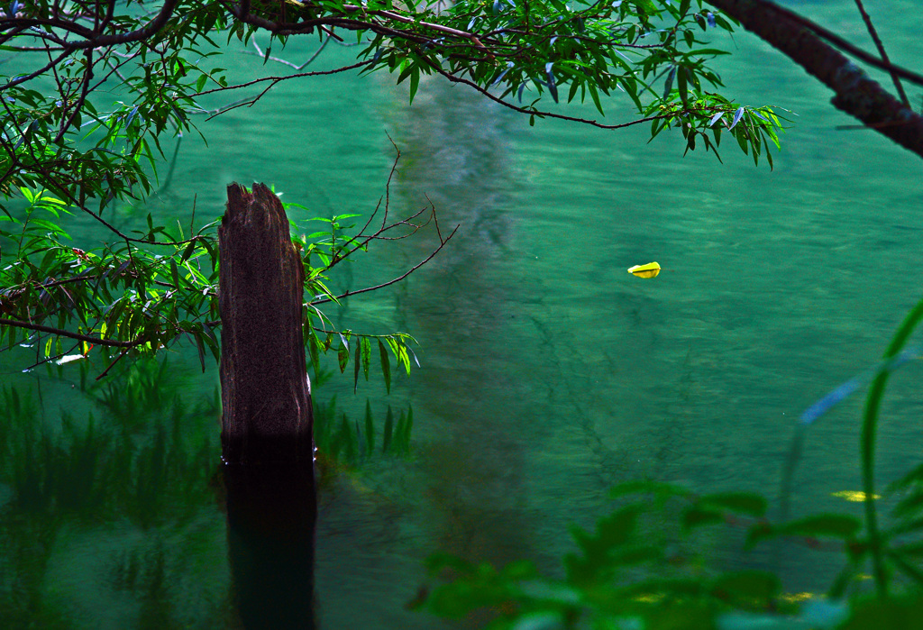Deep green 　IMGP0562zz