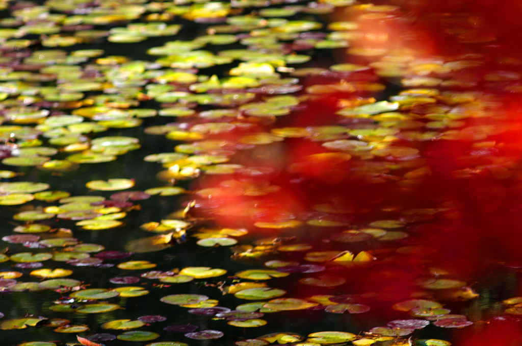 師走のもみ紅葉狩り　IMGP4145zz