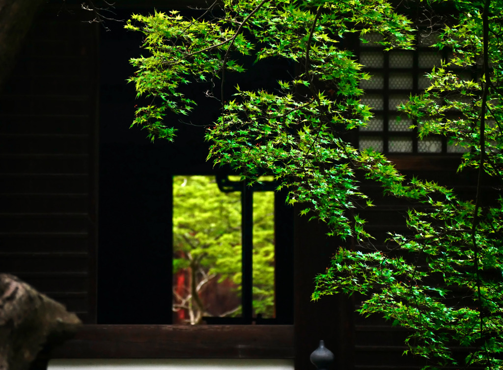 青モミジの寺　P1180571zz