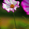 Cosmos　P1360193zz