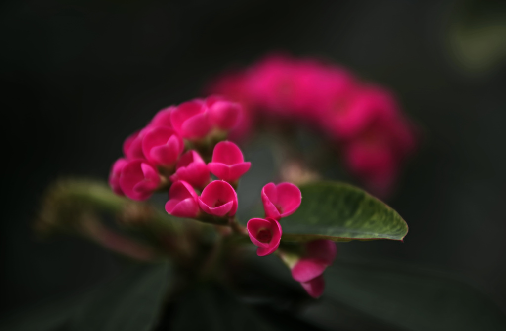 温室で咲く赤い花　IMGP1708zz