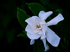 くちなしの白い花　P1300717zz