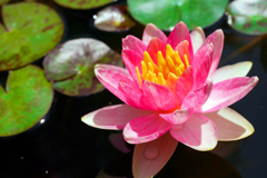 ピンクの睡蓮咲きました　P1410288zz