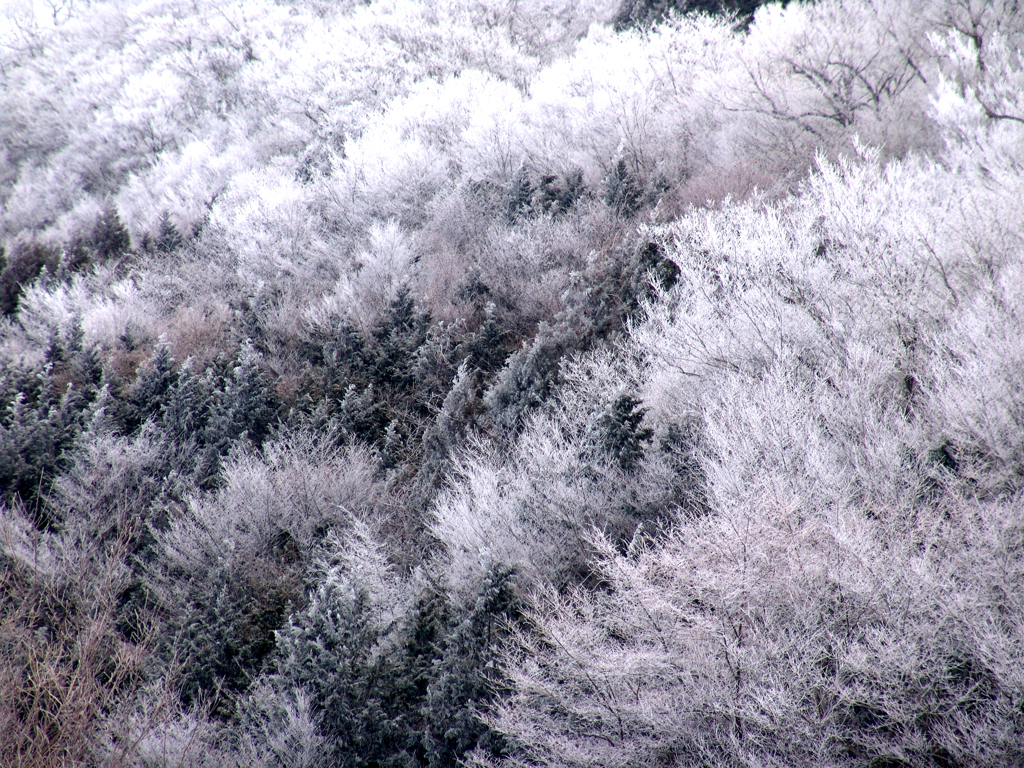 樹氷の森　DSC01661