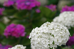 白い紫陽花　IMG1392zz