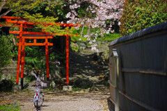 野の宮と桜　IMGP3759zz
