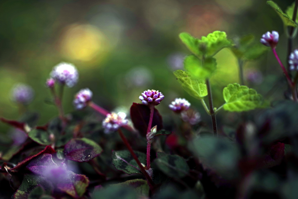 ヒメツルソバ　IMGP5625zz