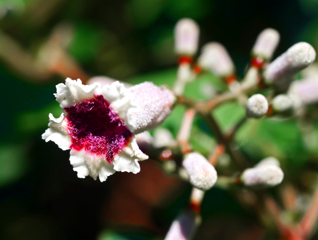 浜早乙女葛　P1240085zz