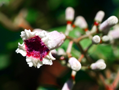 浜早乙女葛　P1240085zz