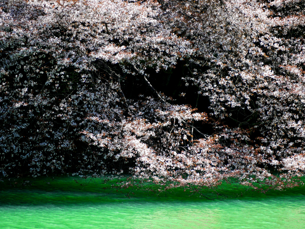 水辺の桜　P1140311zz