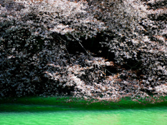 水辺の桜　P1140311zz