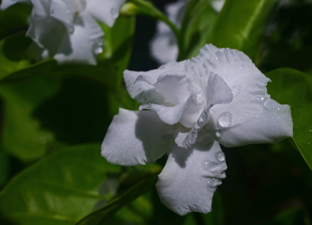 八重三友花    P1240292zz