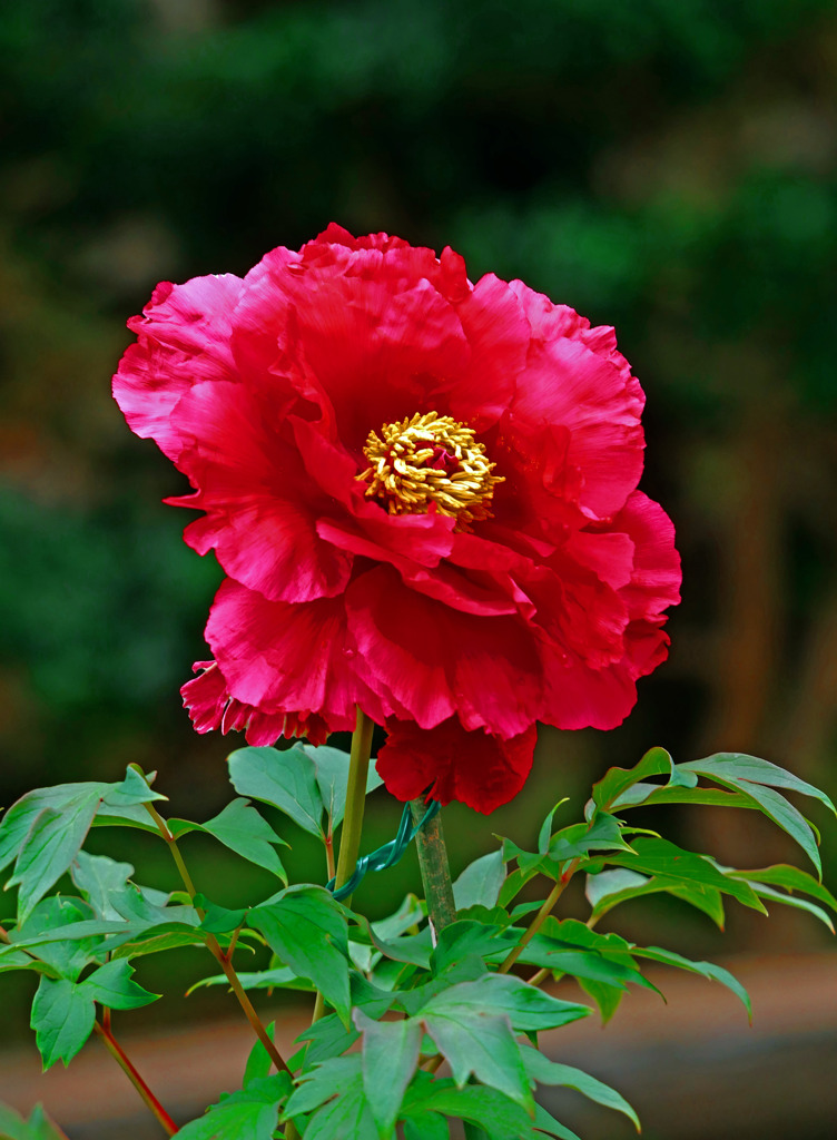 花王の風格　P1530346zz