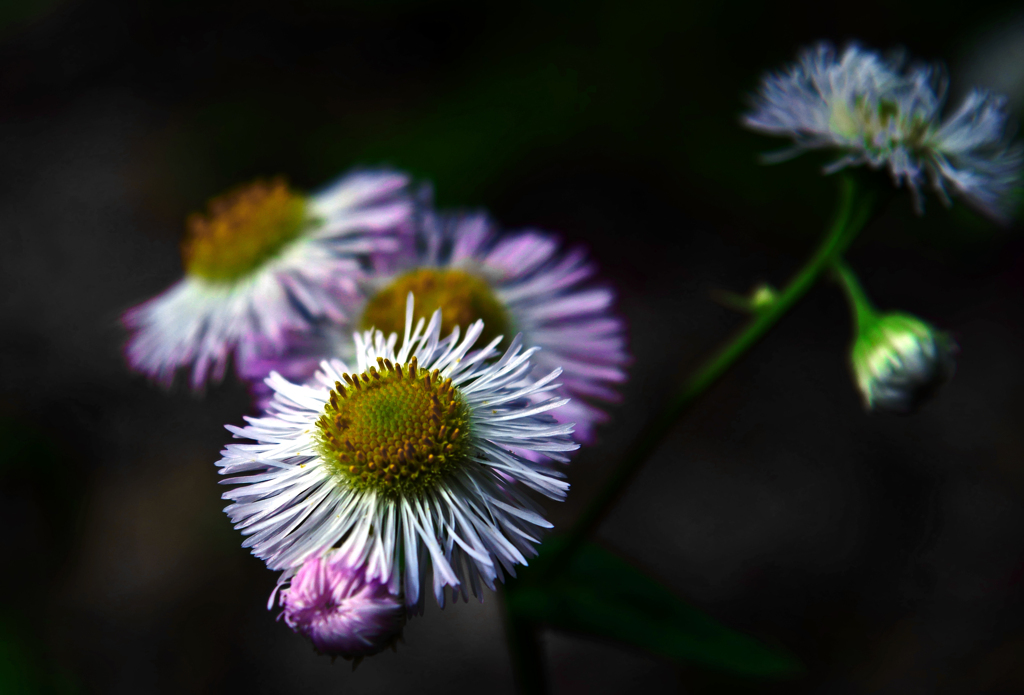 ハルジオン咲いた　P1160953zz