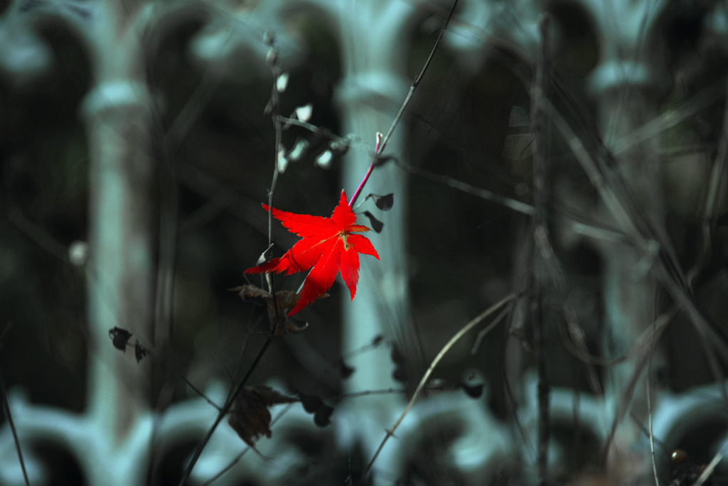 くれない一葉　IMGP1634zz