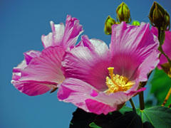 芙蓉花　P1360912zz