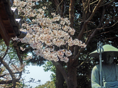 お大師様と桜　DSC08667ZZ