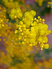 黄色い花は「秘密の恋」　P1080023zz