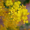 黄色い花は「秘密の恋」　P1080023zz