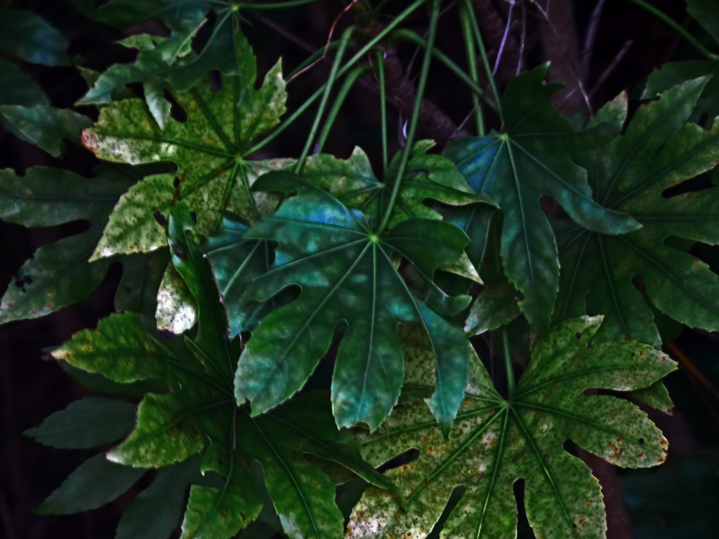 冬の八つ手　P1510526z