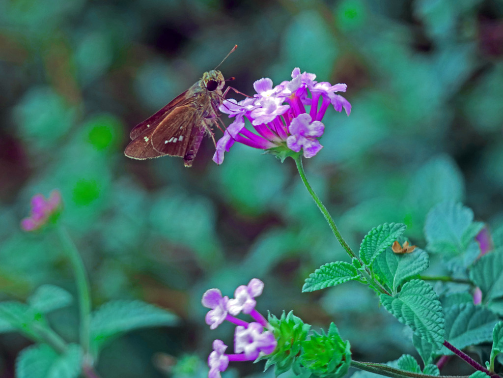 バーベナとセセリチョウ　P1390747zz