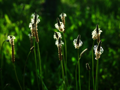 ヘラオオバコ　P1200008zz