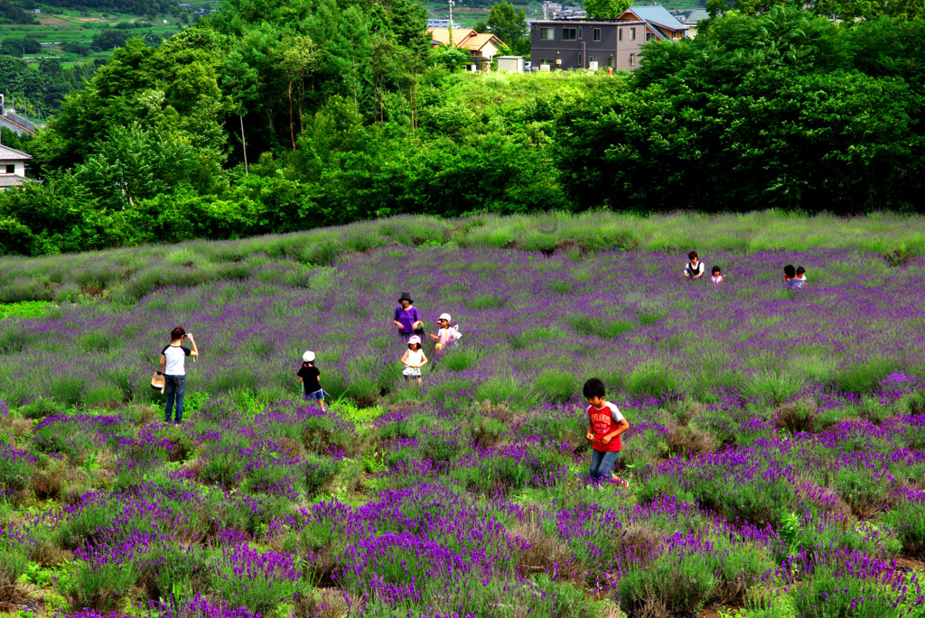 ラベンダーと遊ぶ　IMGP7791z