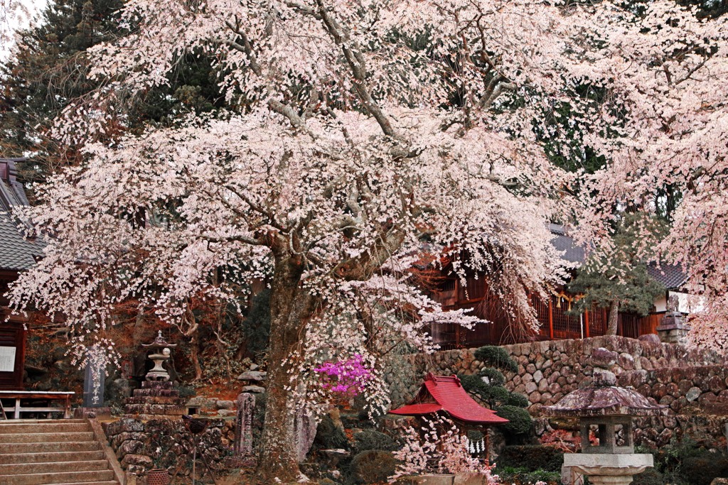瑠璃寺のしだれ桜　IMGP4481zz
