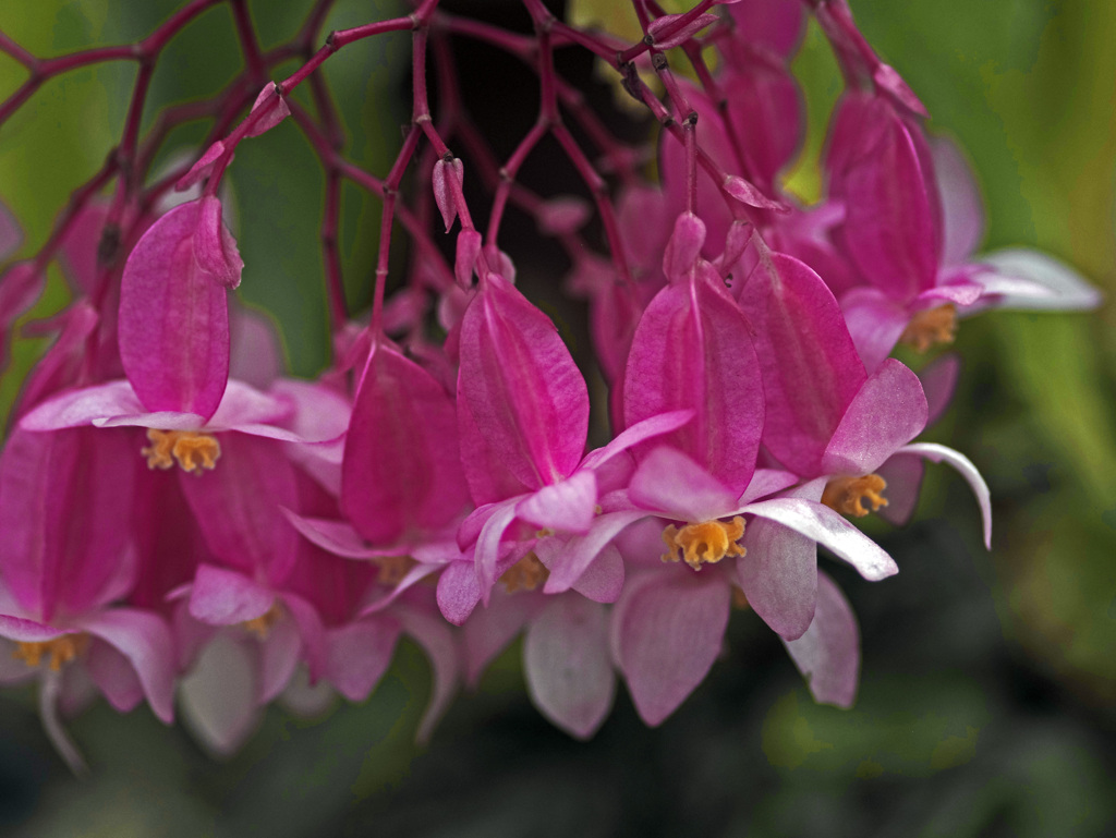 木立ち性ベゴニアの花　IMG8481zz